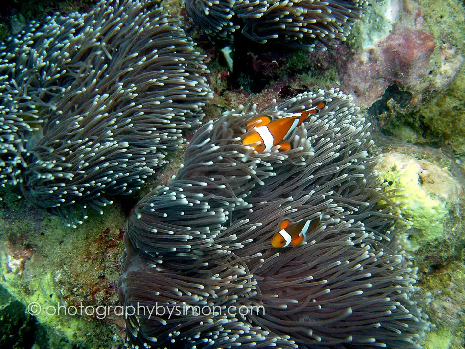 Clown Fish, Thailand Exlcusive travel print