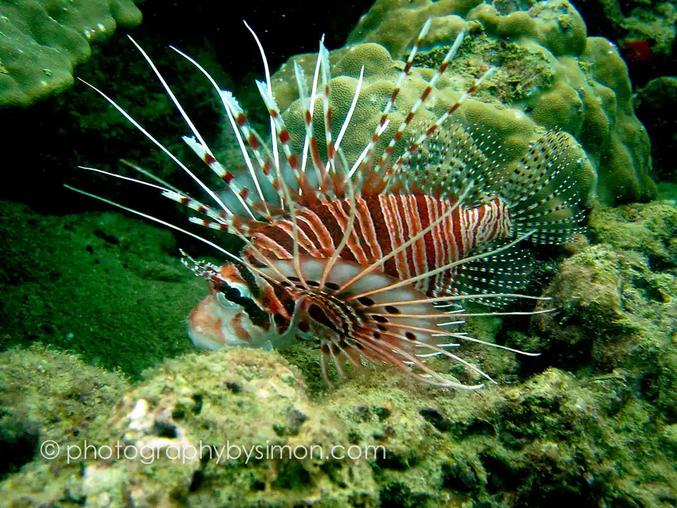 Lion Fish, Thailand Exlcusive travel print