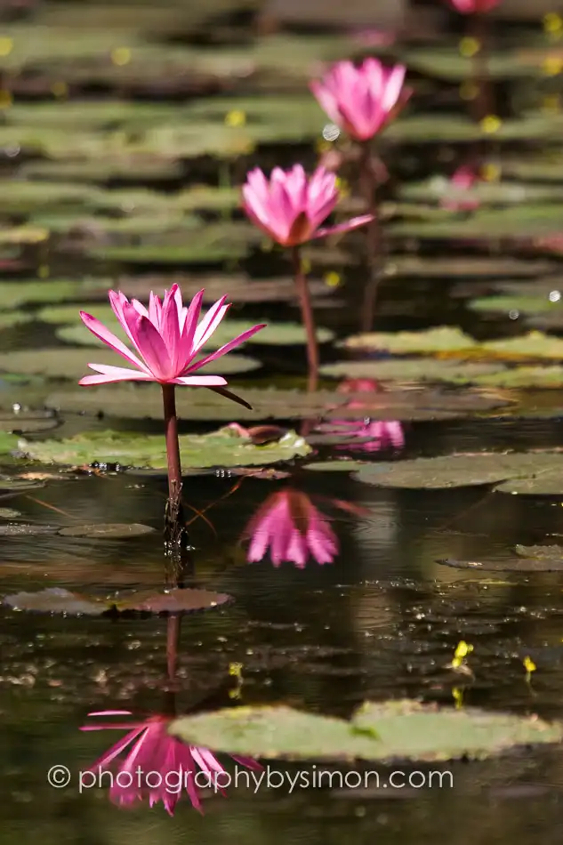 Pink water lilies, Cambodia Exlcusive travel print