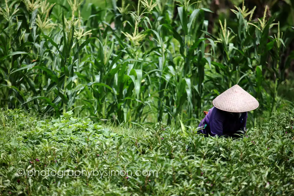 Rice picking in Bali Exlcusive travel print