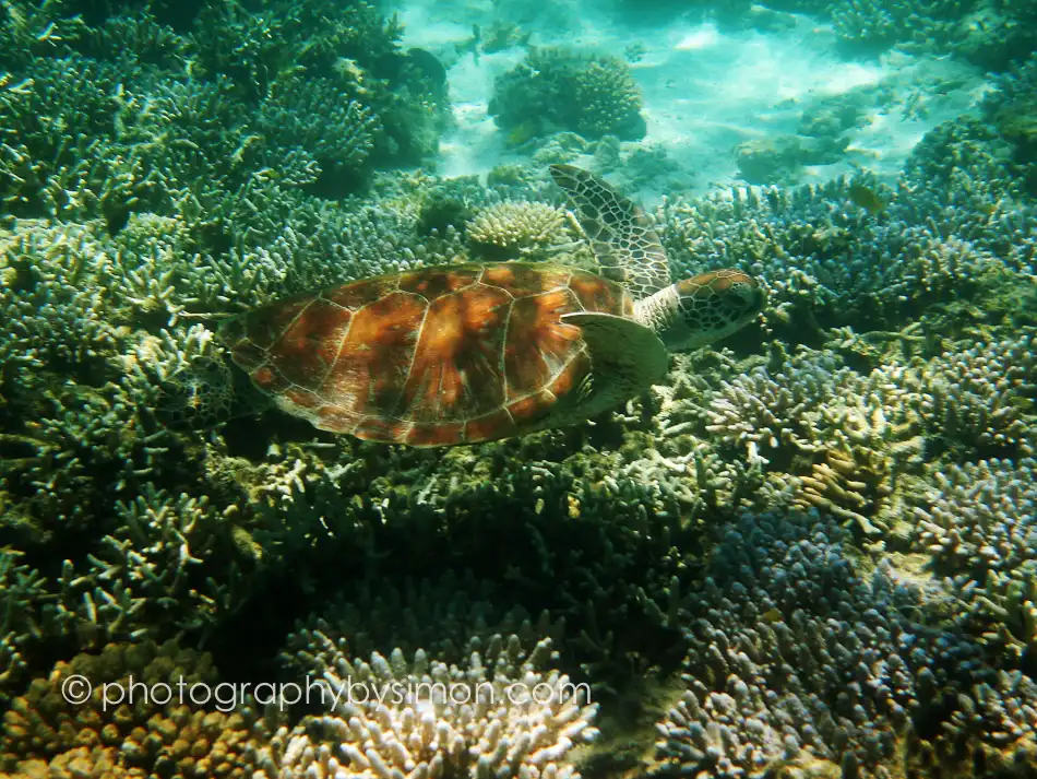 Sea Turtle, Australia Exlcusive travel print