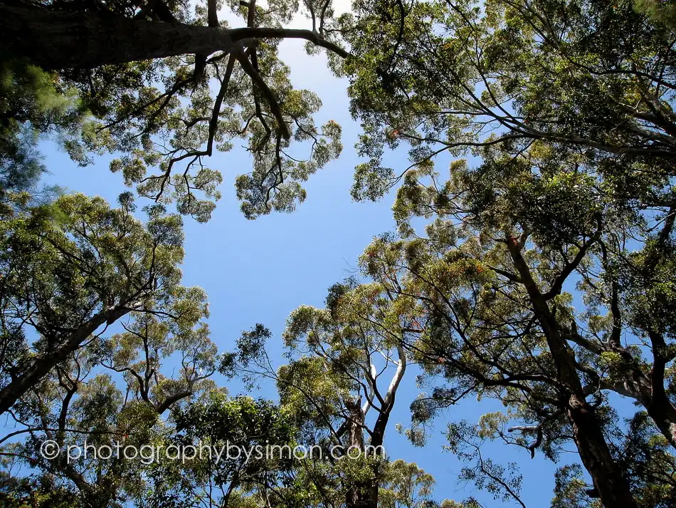 Treetops, Australia Exlcusive travel print