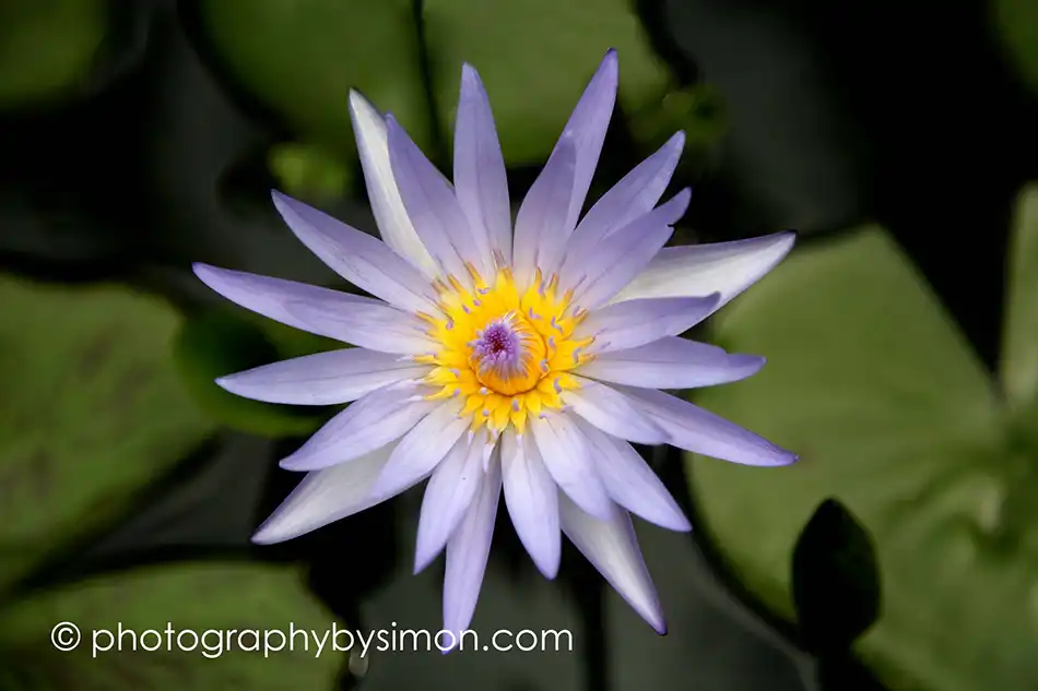 Water Lily Exlcusive travel print